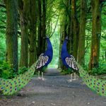 Beautiful Peacock Pair Escape WowEscape
