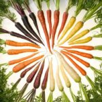 Carrot Plantation Escape BigEscapeGames