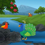 Conserve The Peacock Companion BigEscapeGames