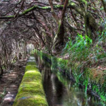 Dense Wet Forest Escape WowEscape