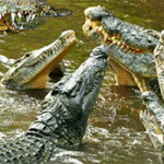 Escape Crocky AjazGames