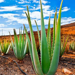 Escape From Aloevera Land BigEscapeGames