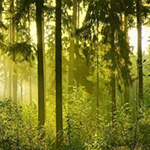 Escape From Magnificent Forest Games2Rule