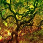 Escape From Mossy Trees WowEscape