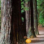 Escape From Redwood Forest BigEscapeGames