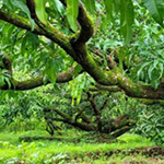 Escape From Smoothy Garden Games2Rule