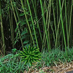 Escape The Sleeping Panda Games2Rule