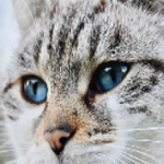 Find Cat Orion With Gift 8BGames