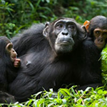 Funny Chimpanzee Jungle Escape BigEscapeGames