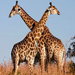 Giraffe Living Land Escape WowEscape