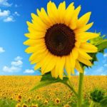 Golden Flower Land Escape WowEscape
