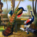 Gorgeous Peacock Land Escape Games2Rule