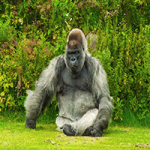 Gorilla Puzzle OceanDesJeux