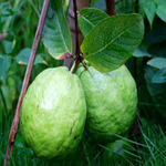 Guava Fruit Land Escape Games2Rule