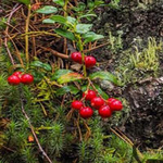 Help The Red Squirrel Games2Rule