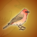 House Finch Escape From Wood Cage Games2Jolly