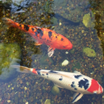 Koi Puzzle OceanDesJeux