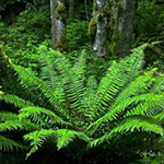 Leaf Farm Garden Escape BigEscapeGames