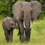 Living Elephant Land Escape BigEscapeGames