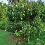 Mango Farm Escape BigEscapeGames