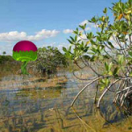 Mangrove Plants Island Escape WowEscape