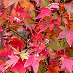 Maple Leaf Garden Escape BigEscapeGames