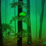 Mistful Forest Escape Games2Rule