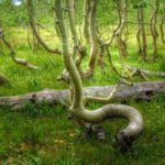 Nature Lawn Escape Games2Rule