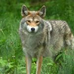 Nature Wolf Forest Escape BigEscapeGames