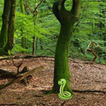 Nature Wooden Forest Escape Games2Rule
