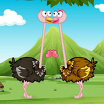 Ostrich Seeking His Love WowEscape