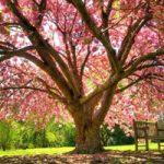 Peaceful Adventurous Place Escape BigEscapeGames