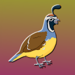 Quail Bird Escape Games2Jolly