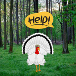 Queen Turkey Seeks Crown WowEscape
