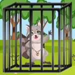 Raccoon Tail Escape Games2Live