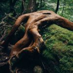 Rainforest Land Escape WowEscape