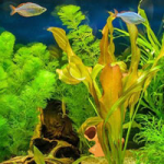 Rescue Cute Seahorse Family BigEscapeGames