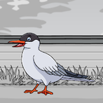 Rescue The Arctic Tern Games2Jolly