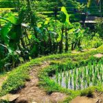 Rice Terrace Field Escape Games2Rule