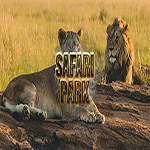 Safari Park Hidden247