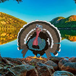Save The Wild Turkey Games2Rule