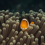 Sea Horse Pair Escape WowEscape