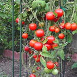 Tomato Farm Land Escape Games2Rule