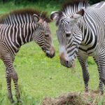Zebra Forest Escape BigEscapeGames